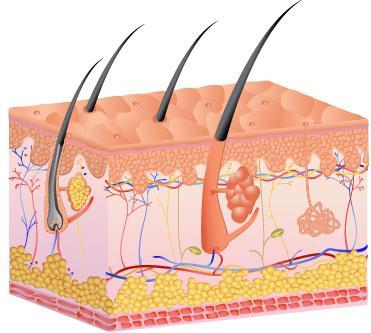 SISTEMAS DO CORPO HUMANO: TEGUMENTAR É responsável pela proteção do esqueleto dos seres vivos, incluindo o do Homem em que os principais componentes são a pele, cabelo, unhas e glândulas sudoríparas.