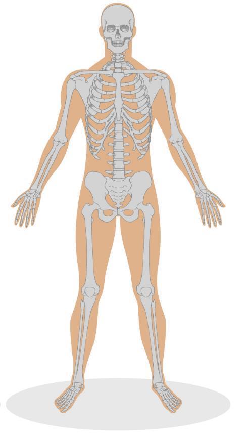ESQUELÉTICO Os principais componentes do sistema esquelético humano são ossos, cartilagens e articulações.