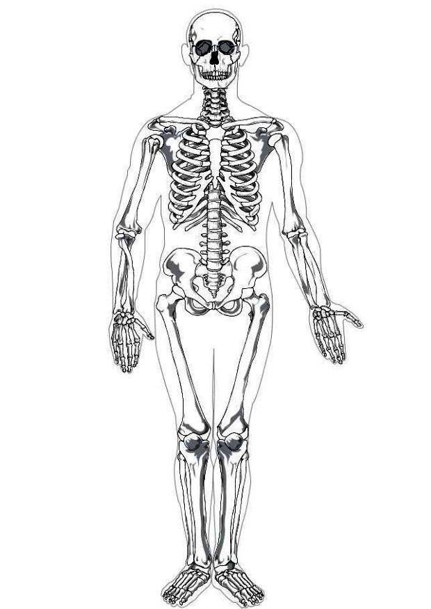 O esqueleto humano é formado por estruturas axiais e apendiculares, consistindo em 206 ossos.