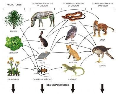 Como a maior parte das espécies participa de diversas cadeias alimentares, os organismos da maioria dos ecossistemas formam uma complexa rede