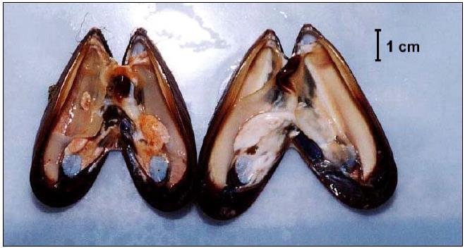 17 Figura 2- Mexilhão Perna perna, vista com as valvas abertas Fonte: Henriques (2004) Segundo Cunninghan (1979) os bivalves têm uma série de características que os tornam bons biomonitores: vivem em