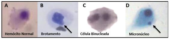 29 Figura 7- Alterações nucleares encontradas em hemócitos de mexilhões P.perna: A- Cél. Normal; B- Brotamento; C- Célula binucleada; D- Micronúcleo. A 1000x.