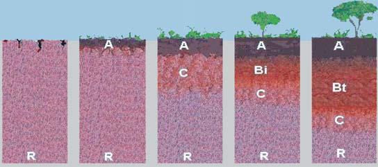 Formação do Solo 9 TEMPO Com esta ação continuada dos processos pedogenéticos (transformações, perdas, transportes e adições), a massa inicial de rocha alterada homogênea passou a adquirir