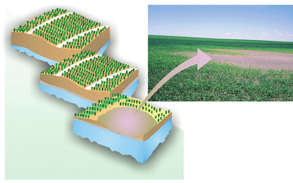 Fig. 13.8 Área salinizada em cultivo de trigo irrigado em Saskatchewan, Canadá.