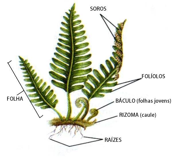 xilema e floema; Com raízes, caules e folhas; Sem sementes