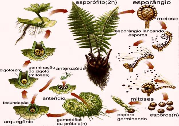 Presença de grão de pólen Esporófito dominante no ciclo de vida;