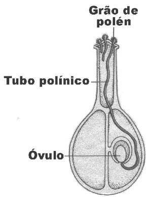 !!!!!!!!!!!!!!!!! Reprodução independe de água; Presença de grão de pólen e do tubo polínico que conduz o gameta masculino até o gameta