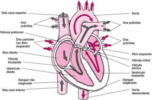 se abrem permitindo que o sangue dos átrios escoem para dentro dos ventrículos; quando os ventrículos se contraem para ejetarem o sangue, as valvas atrioventriculares se fecham (evitando que o sangue