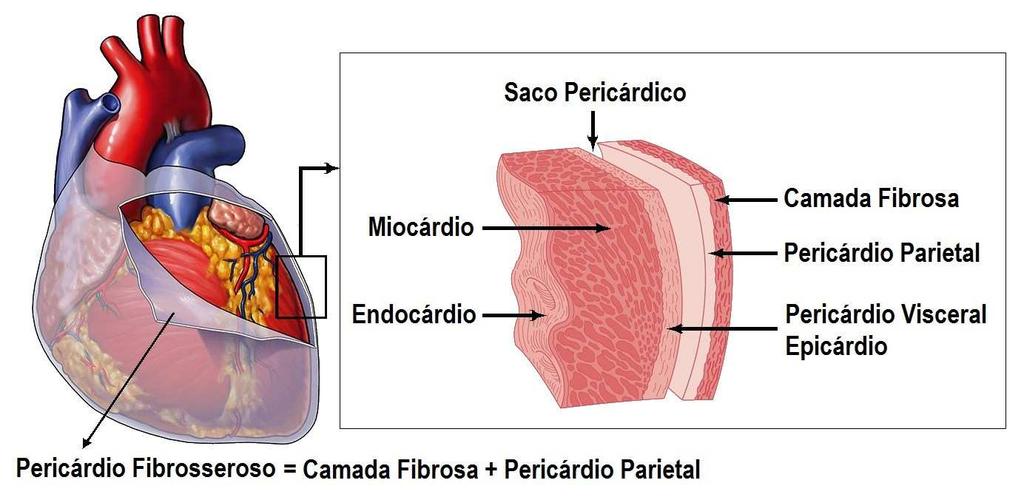 essas camadas musculares na figura 01. Olhando para a figura 01 você deve estar se perguntando: e o que é esse saco pericárdico?