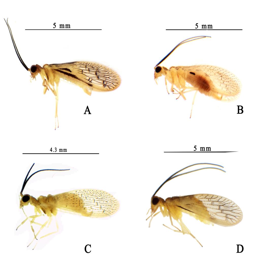 Figura 2. Adultos do gênero Climacia McLachlan para o estado de Roraima, vista lateral. A. C. basalis Banks; B. C. nota Parfin & Gurney; C. C. punctulata Flint; D. C. townesi Parfin & Gurney.