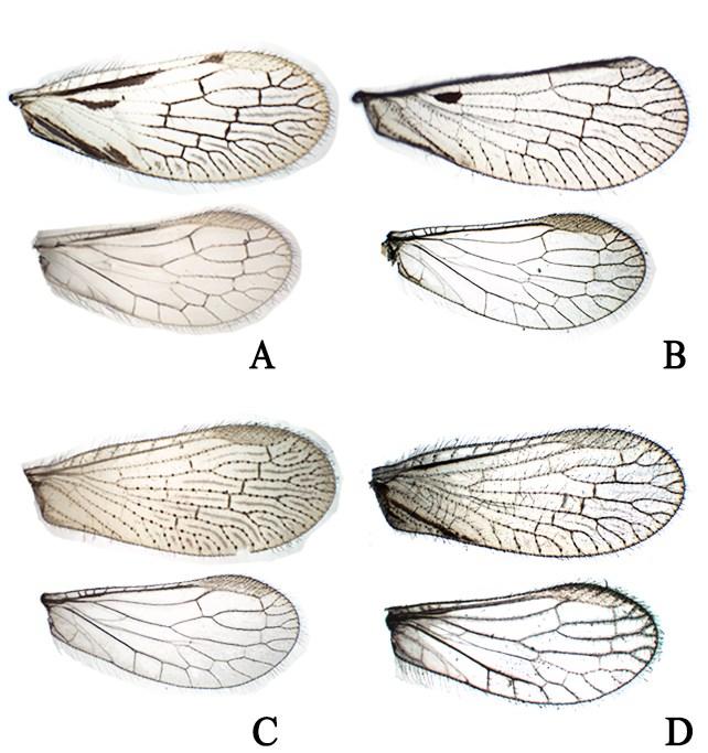 Figura 3. Asas de Climacia Mc Lachlan, asa anterior (superior) e asa posterior (inferior). A. C. basalis Banks; B. C. nota Parfin & Gurney; C. C. punctulata Flint; D. C. townesi Parfin & Gurney.
