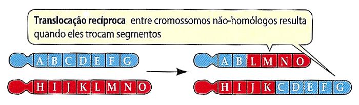 Translocação Ocorre quando um segmento de DNA quebra-se, move-se do cromossomo, e