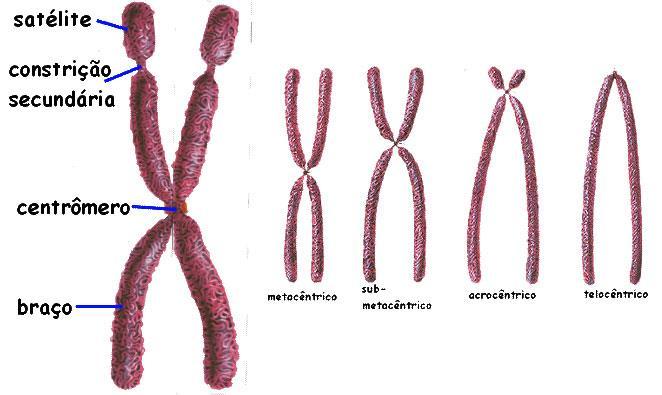 Classificação dos cromossomos Metacêntrico: centrômero centralizado; Submetacêntrico: centrômero levemente