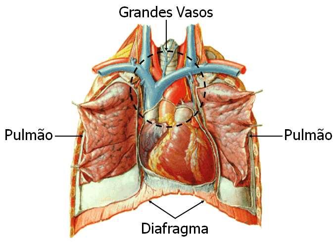 O CORAÇÃO O coração fica situado na cavidade torácica, atrás do esterno, acima