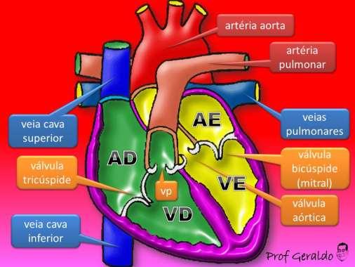 A cavidade do coração é subdividida em 4 câmaras (2 átrios e 2 ventrículos) e