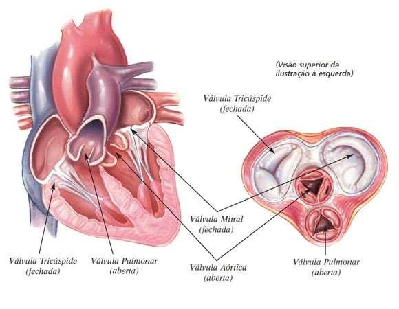 VÁLVULAS DO CORAÇÃO Existe no coração uma estrutura denominada valva ou válvula, composta por cúspides, presa aos músculos que se projetam da cavidade cardíaca.