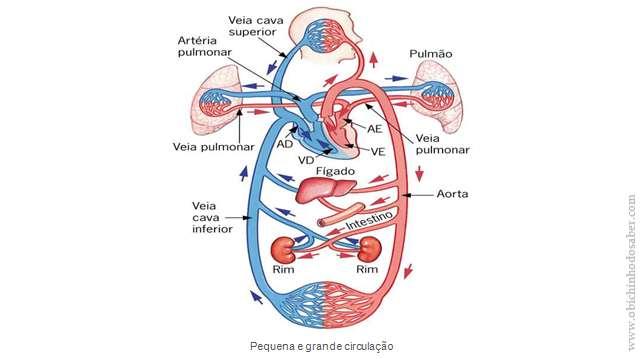 CIRCULAÇÃO SISTÊMICA OU GRANDE CIRCULAÇÃO: Leva o sangue arterial do ventrículo esquerdo para todo o organismo, a fim de abastecer todas as células com oxigênio e