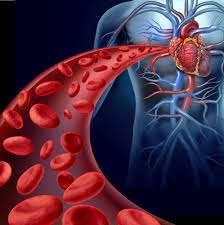 SISTEMA CIRCULATÓRIO O sistema circulatório é composto pelo coração, os vasos sanguíneos e o sangue.