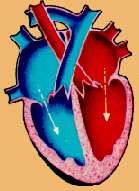 aorta, para os tecidos do corpo.