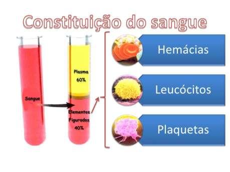 O SANGUE O sangue é um tecido conjuntivo líquido que circula pelo sistema vascular; de cor vermelho, é geralmente produzido na medula óssea.