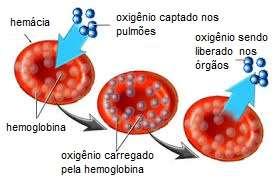 COMPOSIÇÃO DO SANGUE 34% de elementos figurados (células): Hemácias, leucócitos e plaquetas. 66% de plasma (Matriz extracelular).