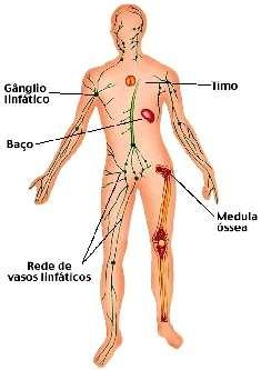 linfático: formado pelos vasos condutores da linfa e por órgãos linfóides (linfonodos e tonsilas); c)