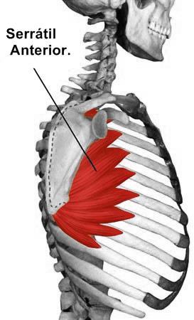 Serrátil Anterior Origem: Face externa das 8 primeiras costelas Inserção: Borda medial da escápula Porção Inferior: Inervação: Nervo Torácico