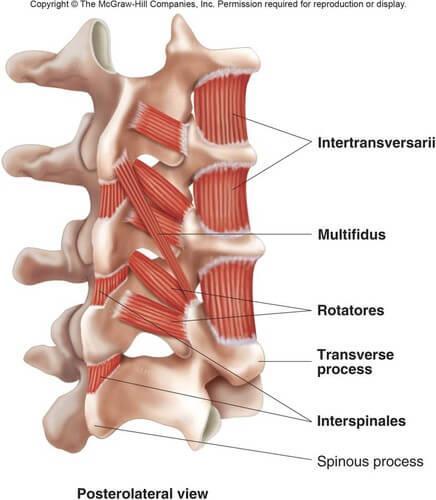 Pós-vertebrais (Profundos) Interespinhais.