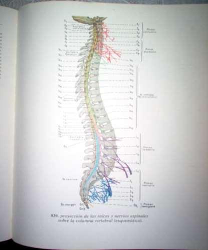 A COLUNA VERTEBRAL CONSTA DE 4 CURVATURAS Duas cifosis : Dorsal e