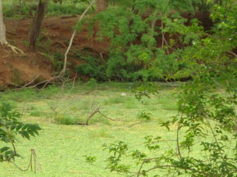 A: Família de capivaras, vivendo próximo ao Lago do Parque Ecológico do Baguaçu, B: Vista do lago, recoberto por macrófitas aquáticas e algas planctônicas, localizado no município de Araçatuba-SP.