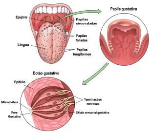 Sabores (gustação)