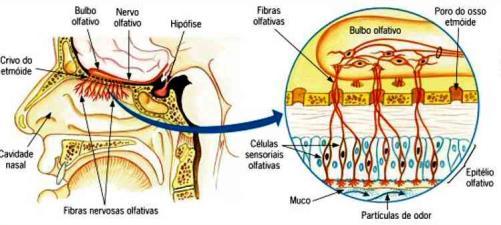 : doce, salgado, amargo,