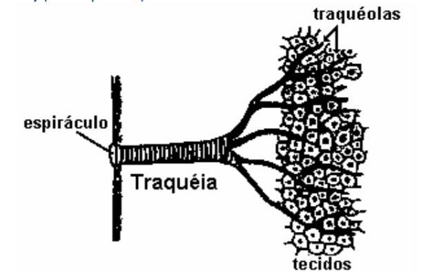 QUESTÃO 4 (Vunesp-Adaptada) A figura adiante representa o esquema geral do sistema respiratório de indivíduos adultos de determinado grupo animal.