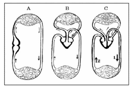 QUESTÃO 5 (Unicamp) Os esquemas A, B e C mostram o sistema cardiovascular de vertebrados.