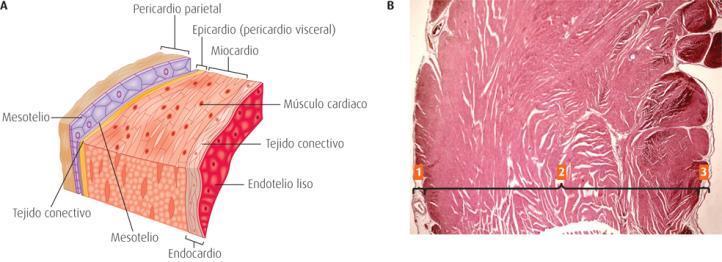 SISTEMA CIRCULATÓRIO JUNQUEIRA, L.C.U. & CARNEIRO, J. Histologia Básica. 11ª Ed. Rio de Janeiro: Guanabara Koogan, 2008. 524p.