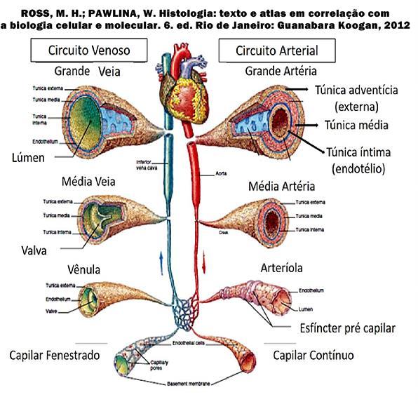 VEIAS DE GRANDE CALIBRE: íntima endotélio, subendotélio (dificilmente observado), túnica média bastante delgada, músculo liso, pouco desenvolvida, túnica adventícia espessa e desenvolvida, formado de