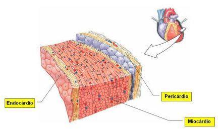 AULA PRÁTICA DE SISTEMA CIRCULATÓRIO IMAGENS: Historep LÂMINA F4 - CORAÇAO Fonte Imagem: Texto Atlas de Histología.