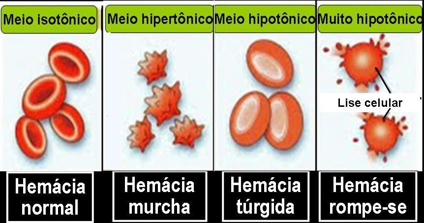 OSMOSE EM CÉLULA ANIMAL