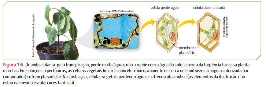 Dessa forma é fácil entende porque o feijão cozido em água com sal murcha: o grão perde água por osmose.