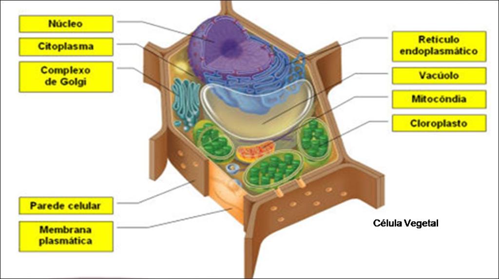 PAREDE CELULAR VEGETAL ou MEMBRANA CELULÓSICA É uma estrutura semi-rígida, permeável,