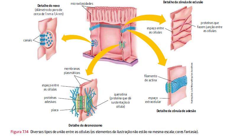 Absorção CANAIS