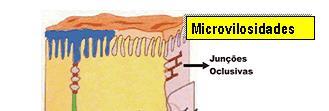 MICROVILOSIDADES p.