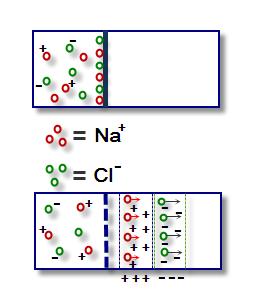 Cromatografia (conceitos) Imagem: Armando-Martin / GNU Free Documentation License. Baseia-se na polaridade das moléculas, propriedade que gera atração mútua entre moléculas semelhantes.