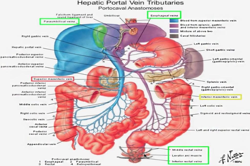 Anatomia