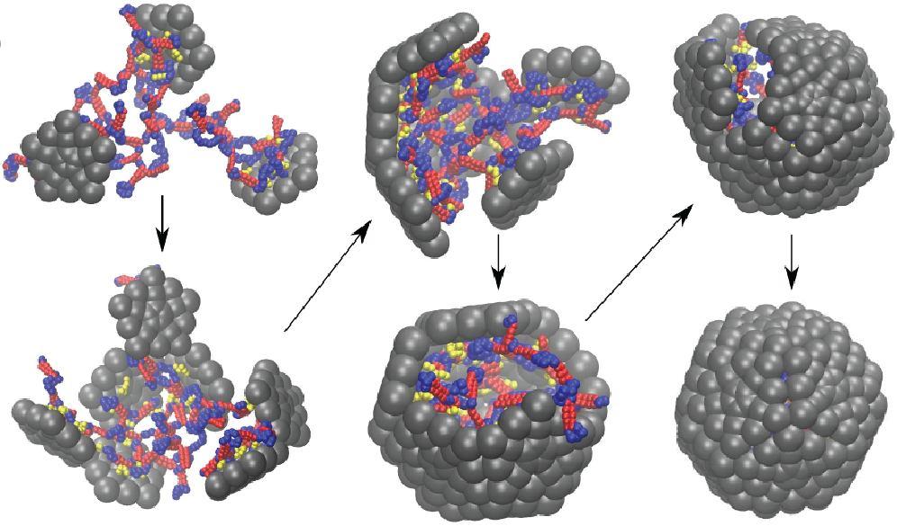 Formação do capsídeo viral https://www.physics.umass.