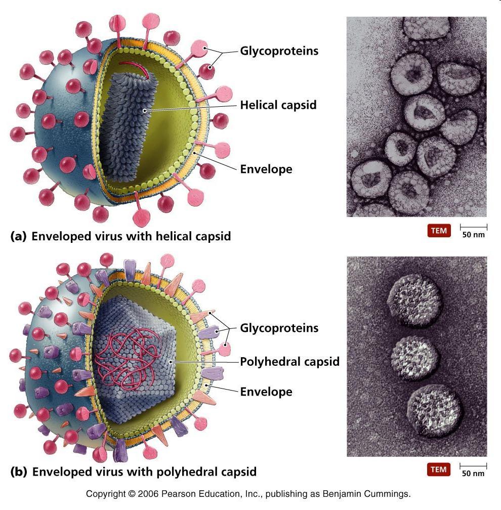 Vírus envelopados