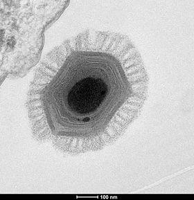 Virus gigantes Mimivirus