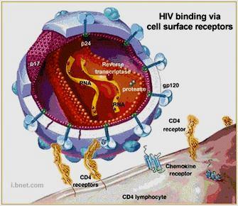1. Adsorção Adesão entre as proteínas do envelope/capsídeo viral e moléculas