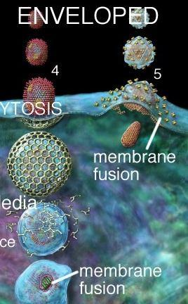 2. Entrada: Vírus envelopados: 4. Endocitose e fusão de membranas o envelope viral funde com a membrana endossomal e os componentes virais são liberados.
