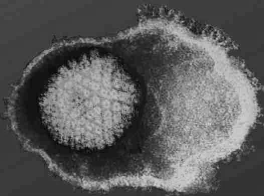 Algumas partículas virais possuem um envoltório lipídico que engloba o capsídeo,